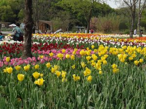 上海辰山植物園の花畑